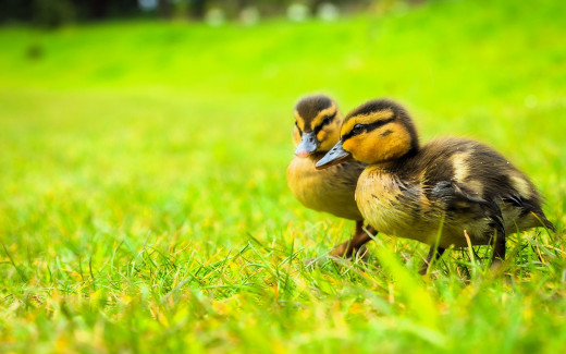 1753754 (a): :1920x1200